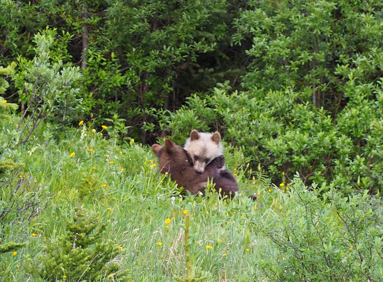 Playful grizzlies, Hwy 40, Kananaskis Country, Alberta, Canada;