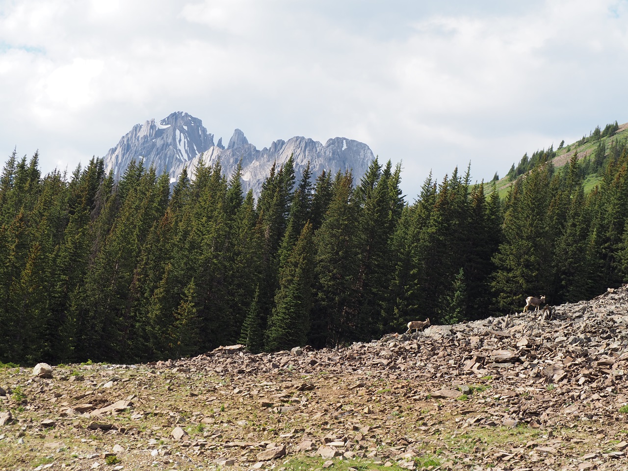 Big Horn Sheep Rock Glacier Kananaskis