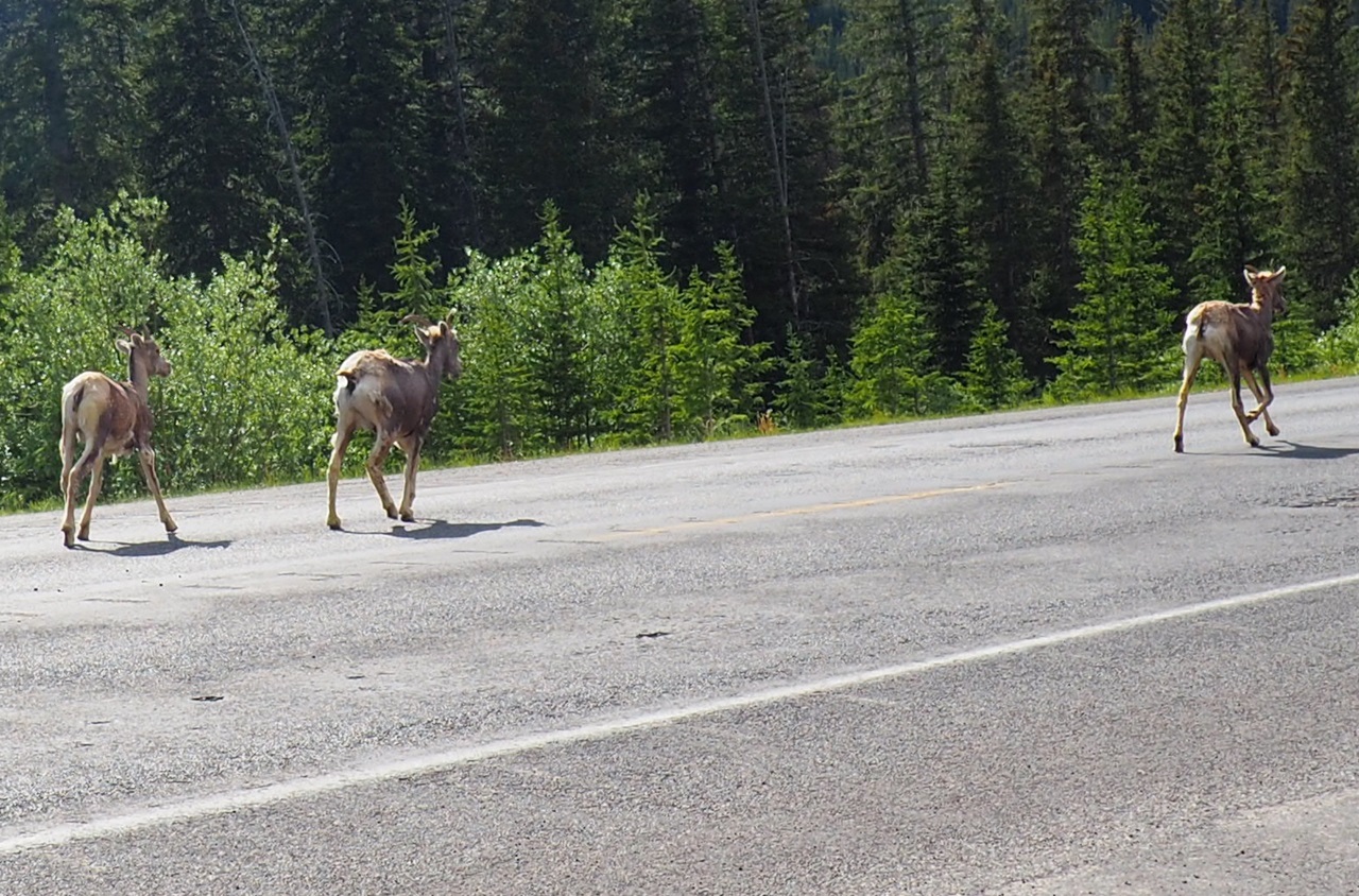 Mountain Sheep Kananaskis Country