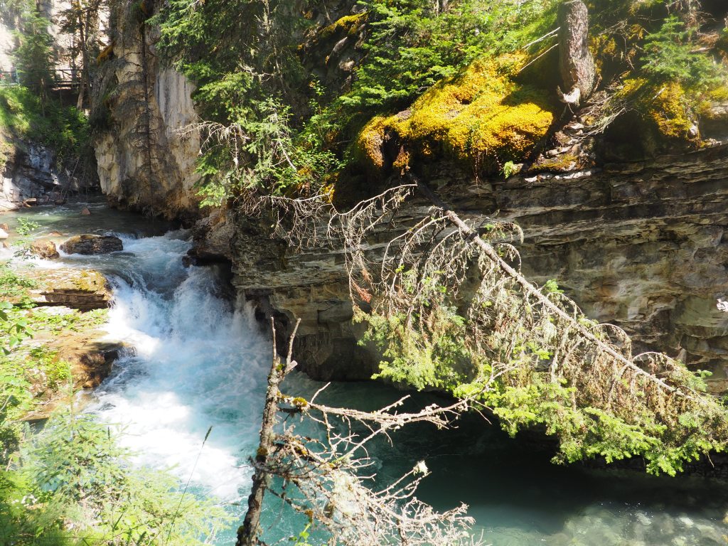 Diverse flora Johnston Canyon, Bow Valley Parkway, Hwy 1A runs between Banff and Lake Louise