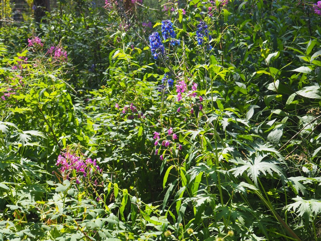Flora, Johnston Canyon, Bow Valley Parkway, Hwy 1A runs between Banff and Lake Louise