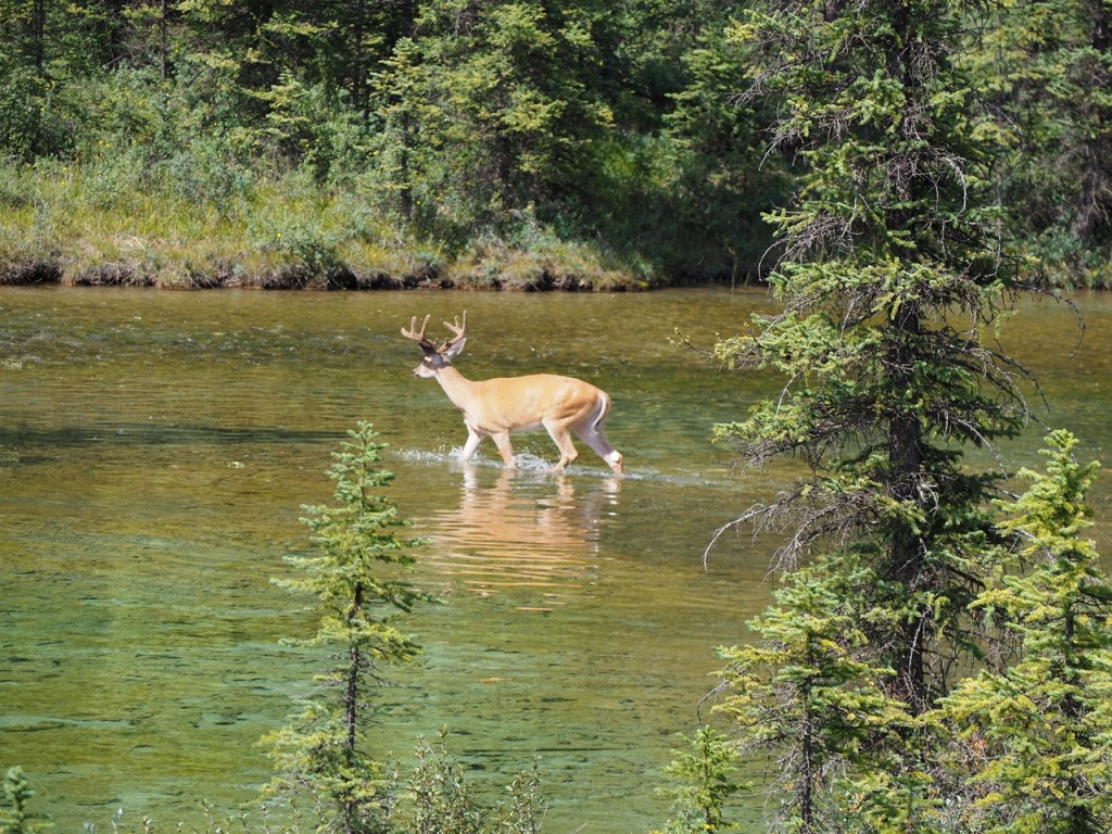 Elk, Castle Junction, Bow River 