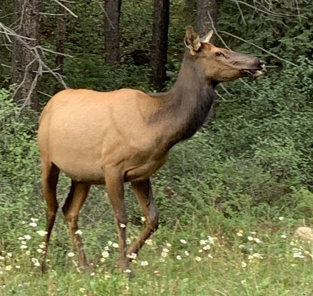Elk Bow Valley Parkway wildlife