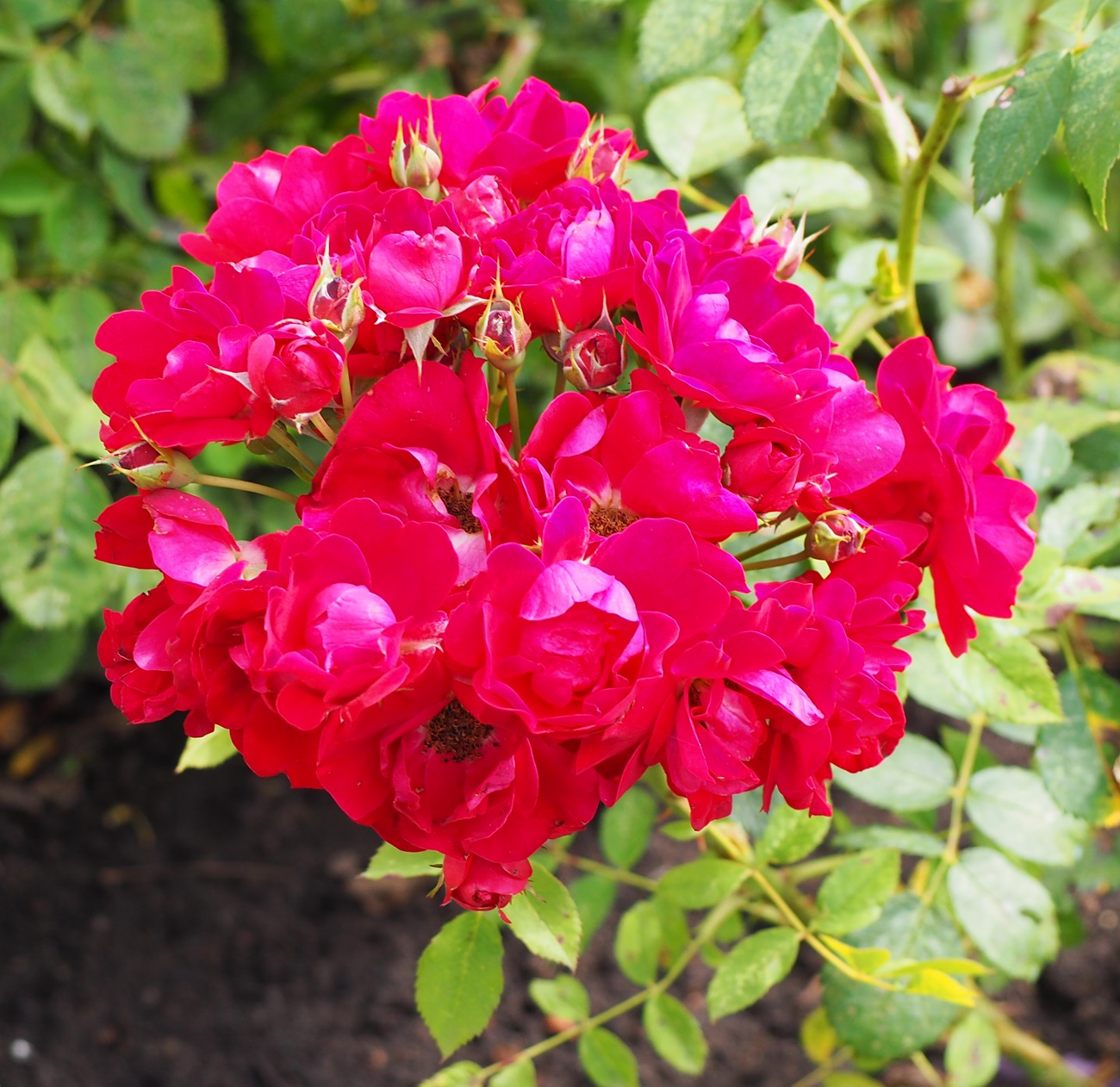 Flowers Aga Khan Garden Edmonton