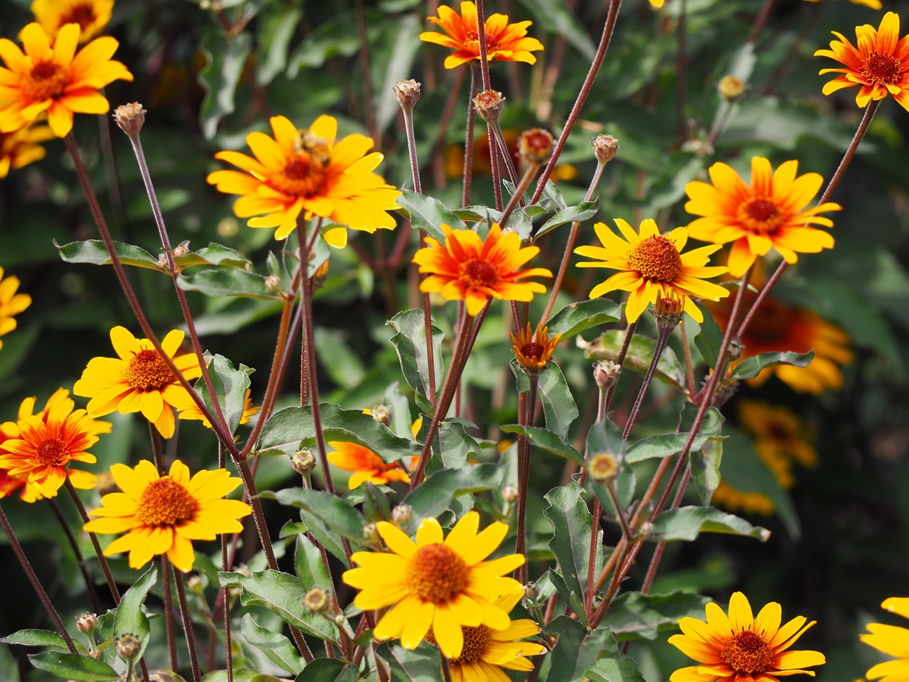 Flowers Aga Khan Garden