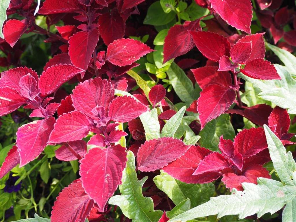 Flowers Aga Khan Garden