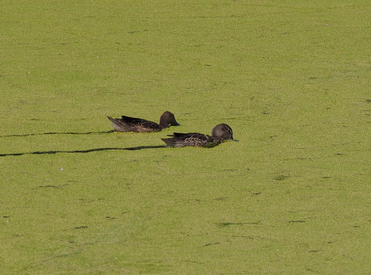 Ducks swimming and feeding in the algae rich Calla Pond; Aga Khan Garden