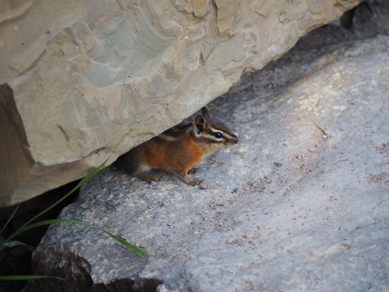 chipmunk cameron lake