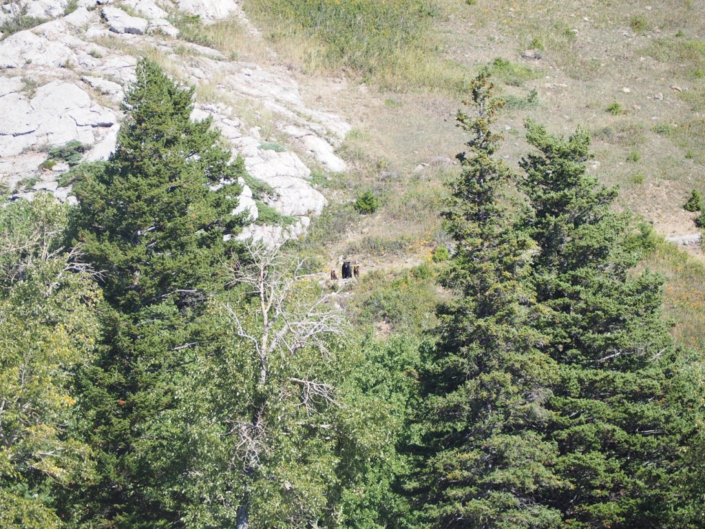 Bears descending at Prince of Wales Hill  