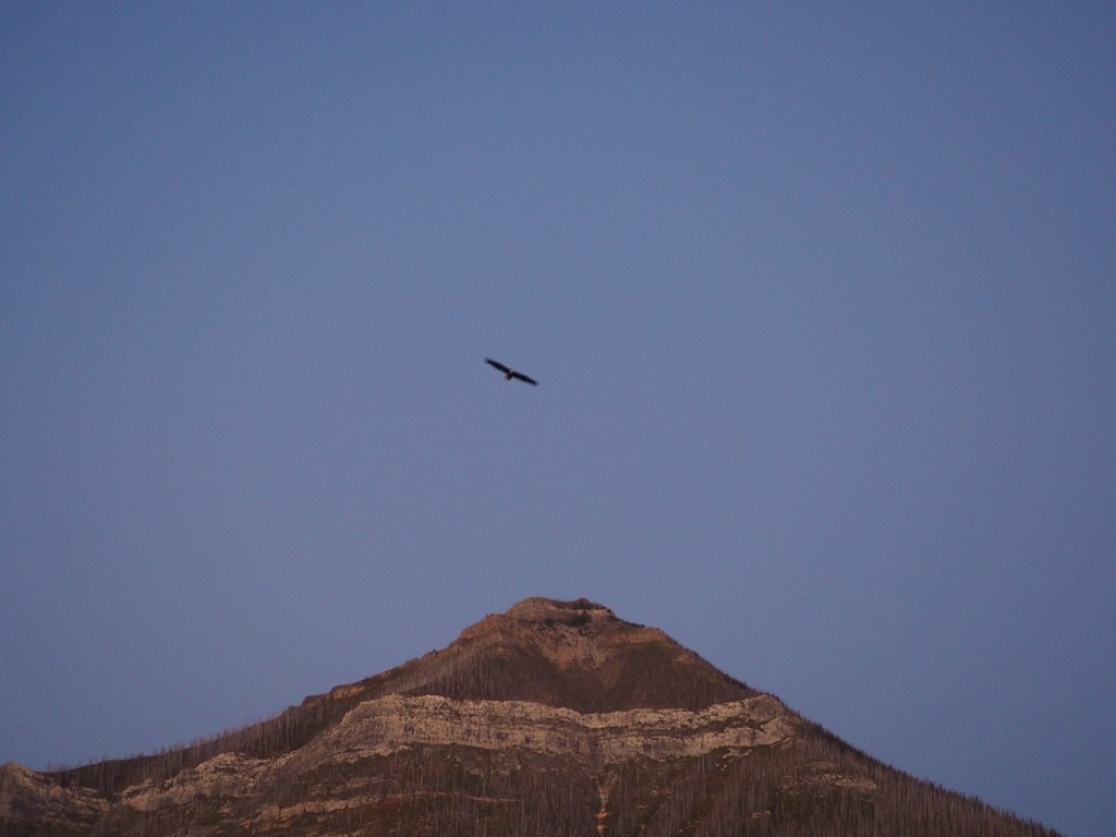 Eagle Prince of Wales Hotel Malik Merchant Waterton