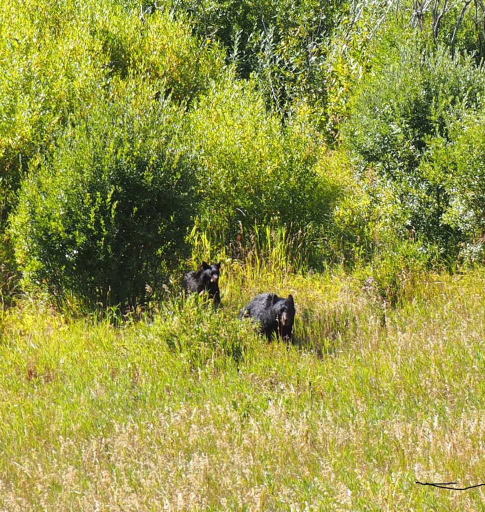 black bears  Red Rock Canyon Parkway, Waterton National Park, photo by Malik Merchant simergphotos