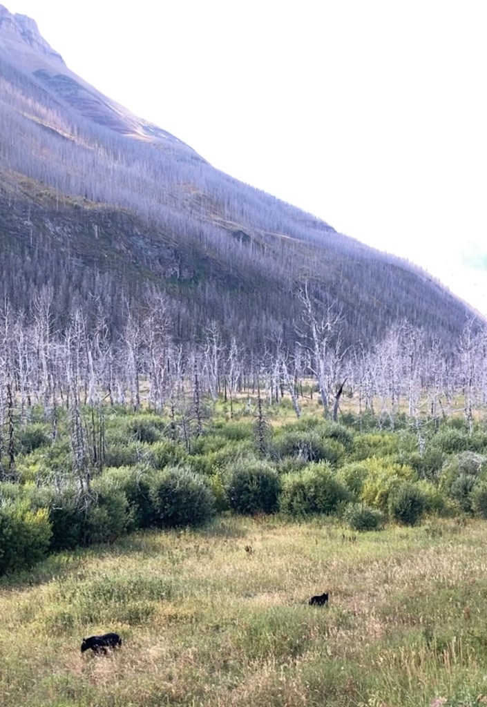 black bears  Red Rock Canyon Parkway, Waterton National Park, photo by Malik Merchant simergphotos