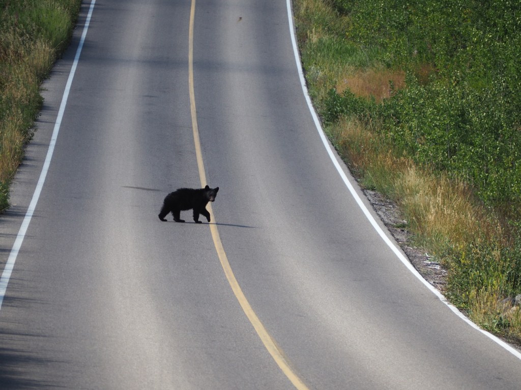 black bears  Red Rock Canyon Parkway, Waterton National Park, photo by Malik Merchant simergphotos