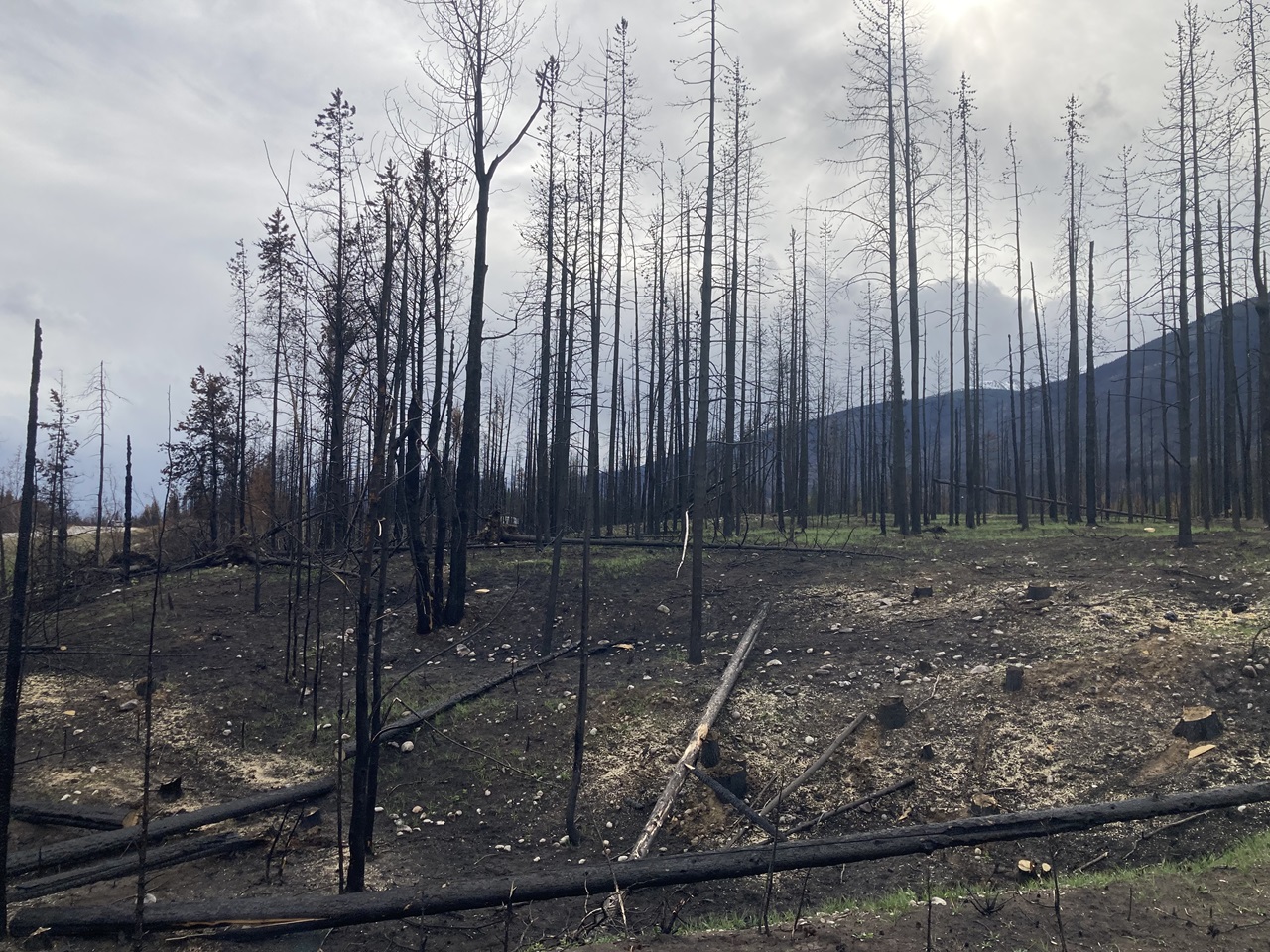 Jasper Wildfire July 2024