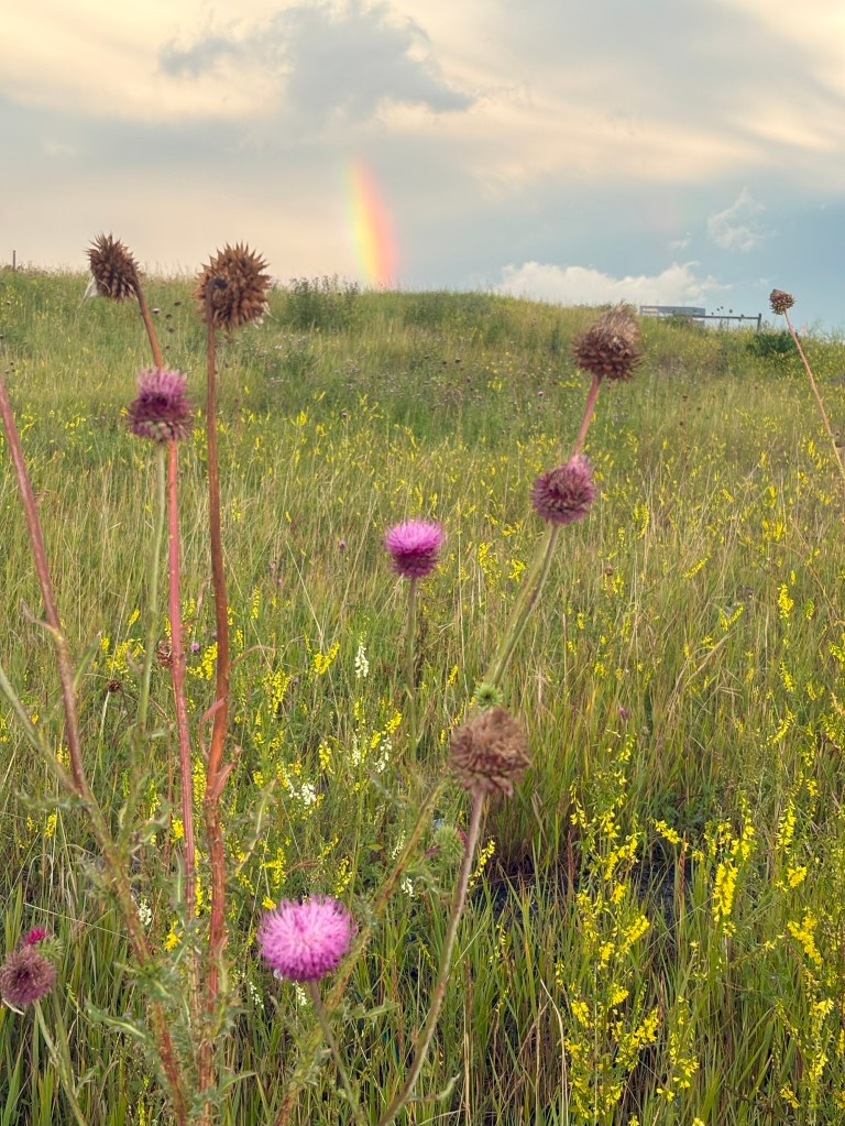 Calgary Rainbow Blue Sky City