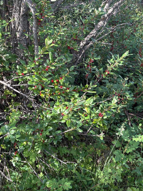 Berry trees Enchanted Garden Longview