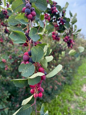 Saskatoons at Hidden Valley Garden