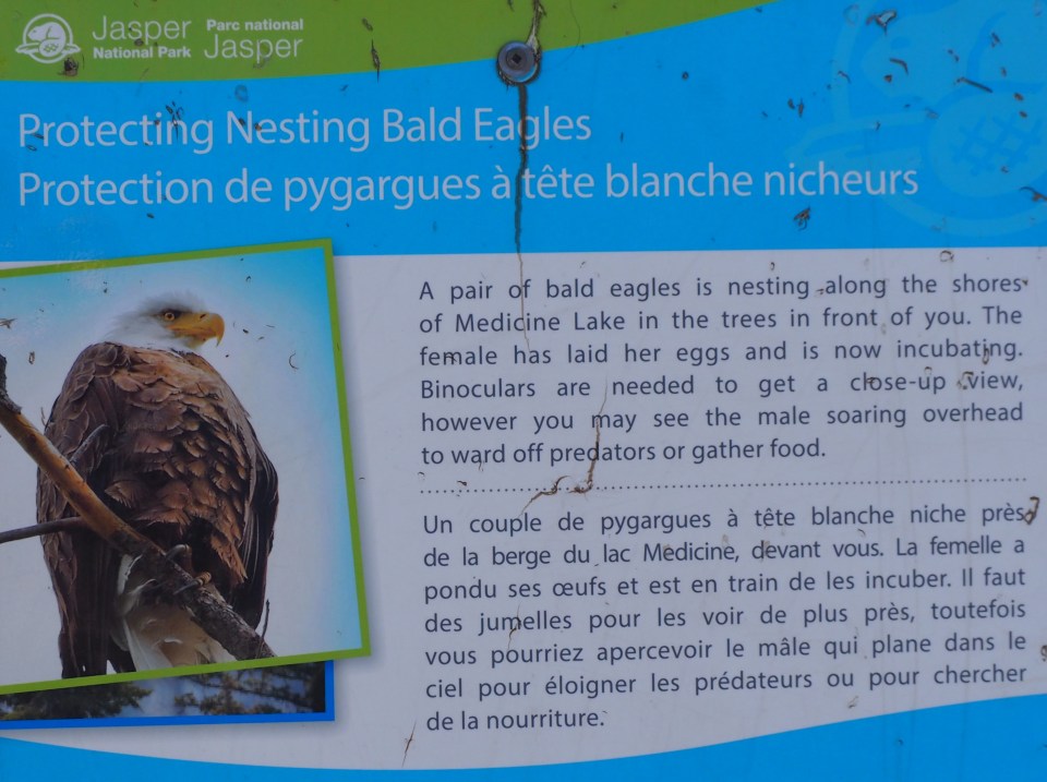 Bald eagles Medicine Lake