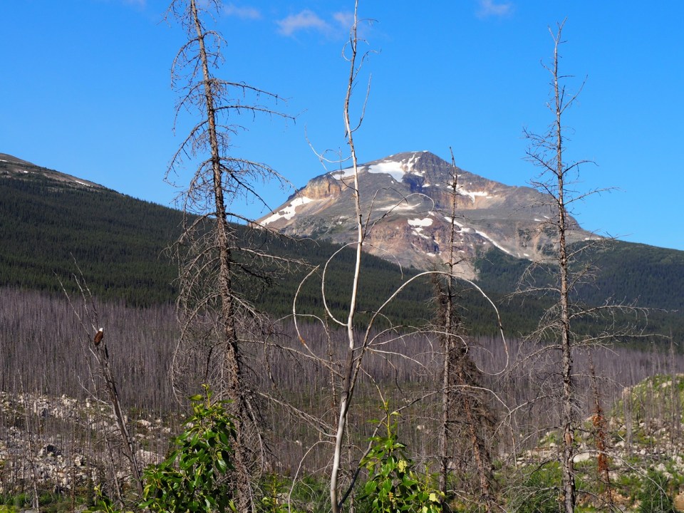 Bald eagles Medicine Lake