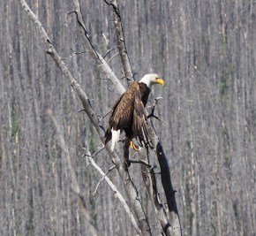 Bald Eagle Medicine Lake