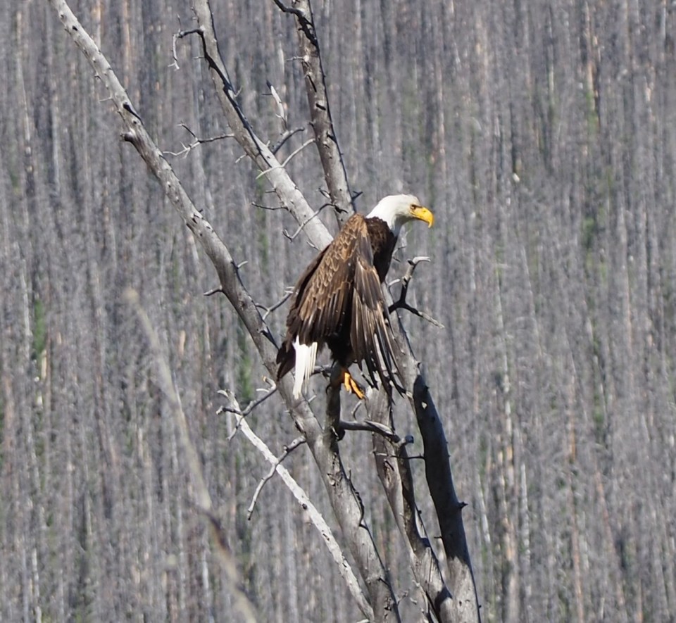 Bald Eagle Medicine Lake