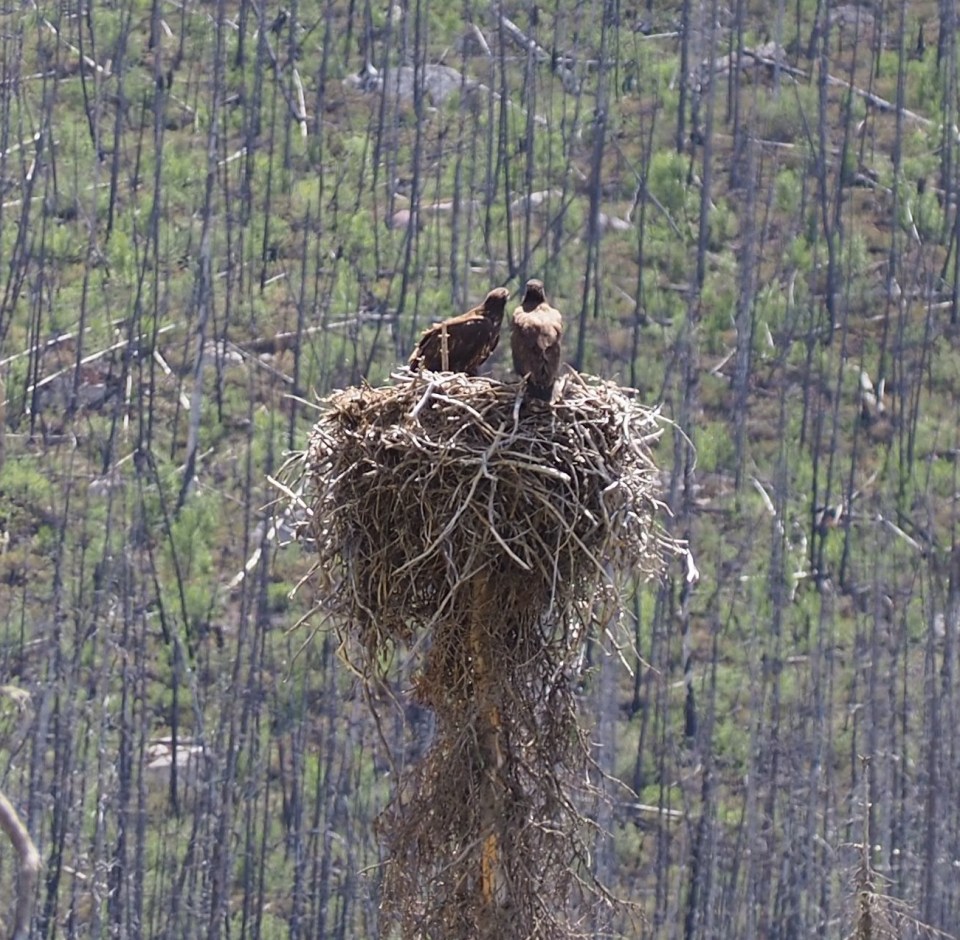 Medicine Lake  Bald Eagkes