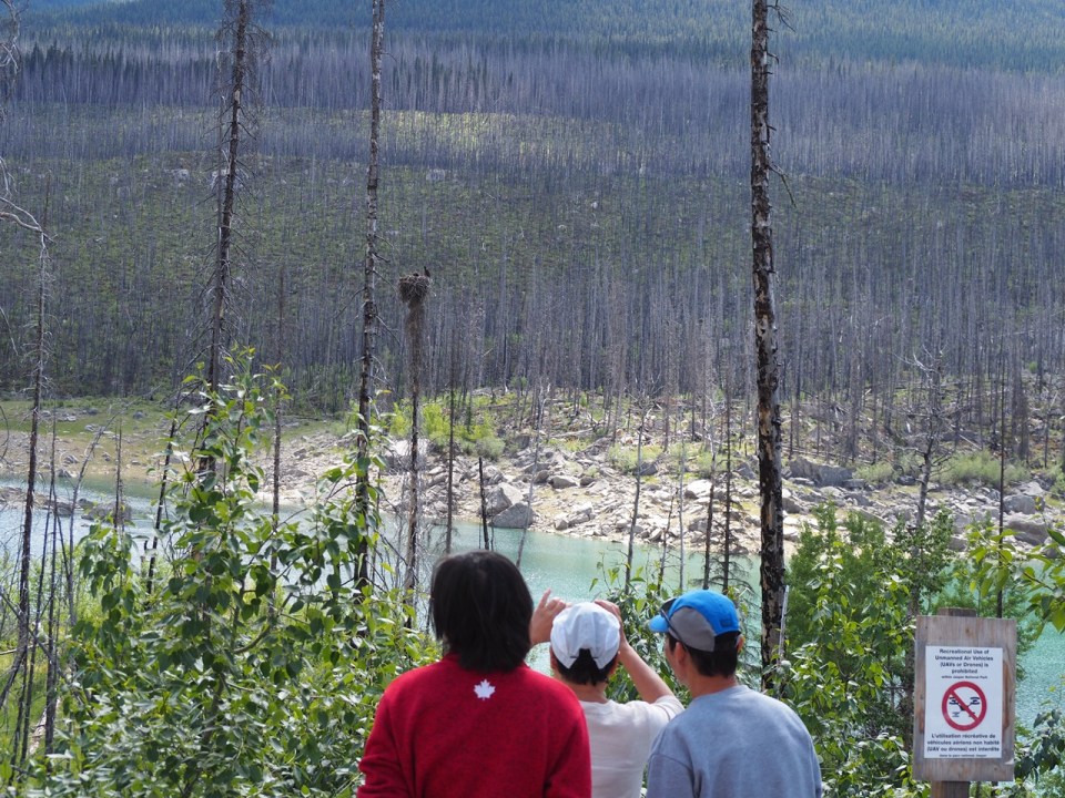 Bald eagles Medicine Lake