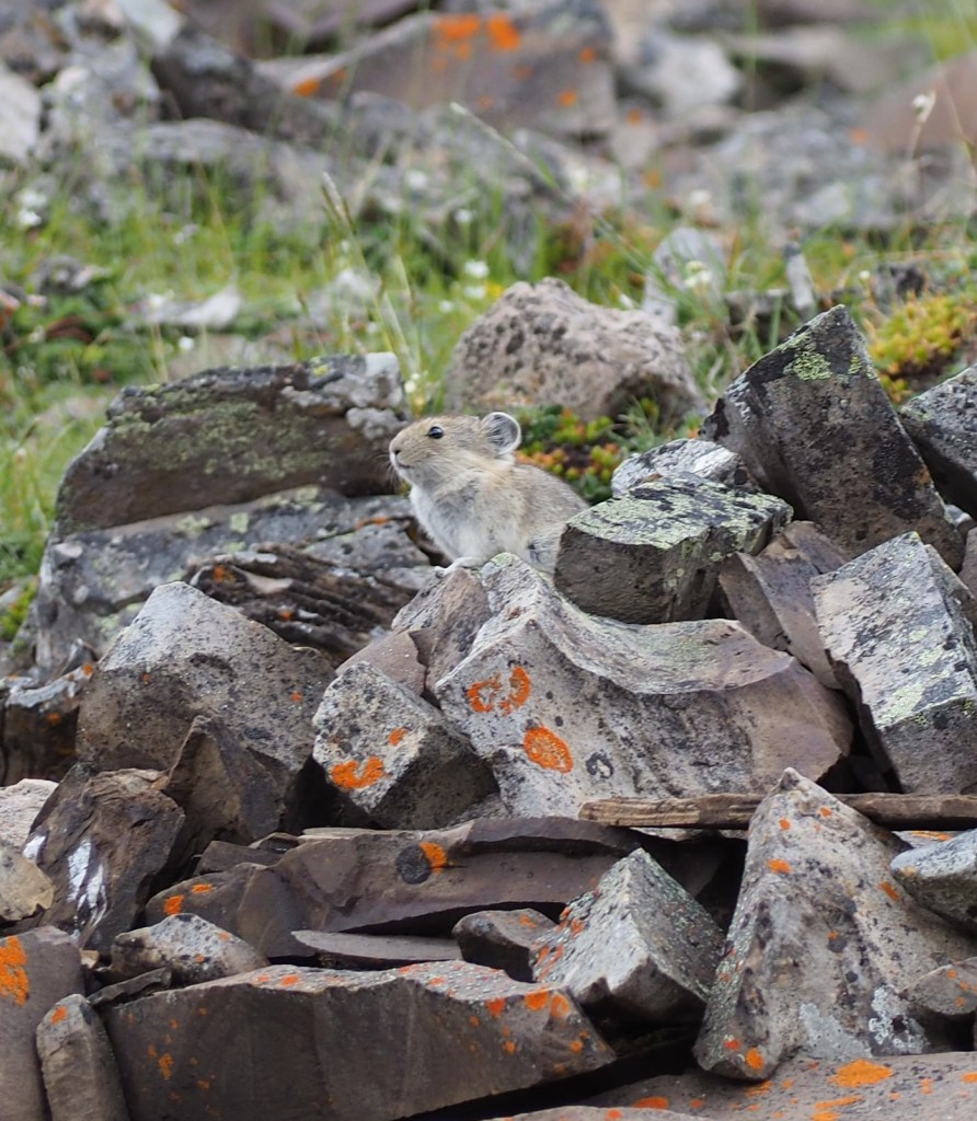 Pika, Rock Glacier, Kananaskis Trail