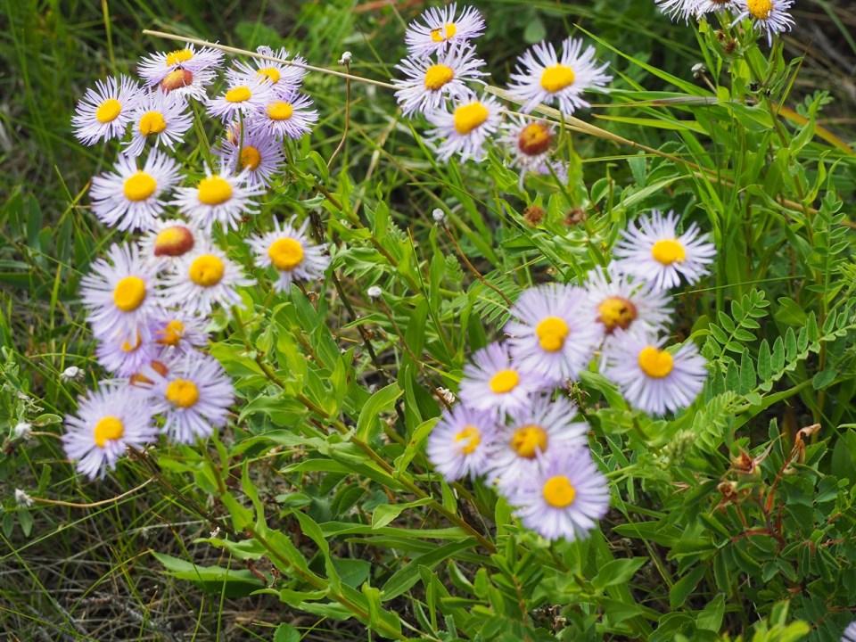 Flowers Willow Hill Lodge Trail