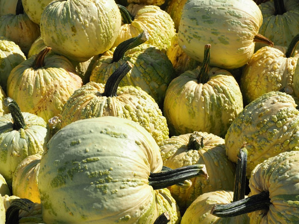 Pumpkins Hidden Valley Farm, Sylvan Lake