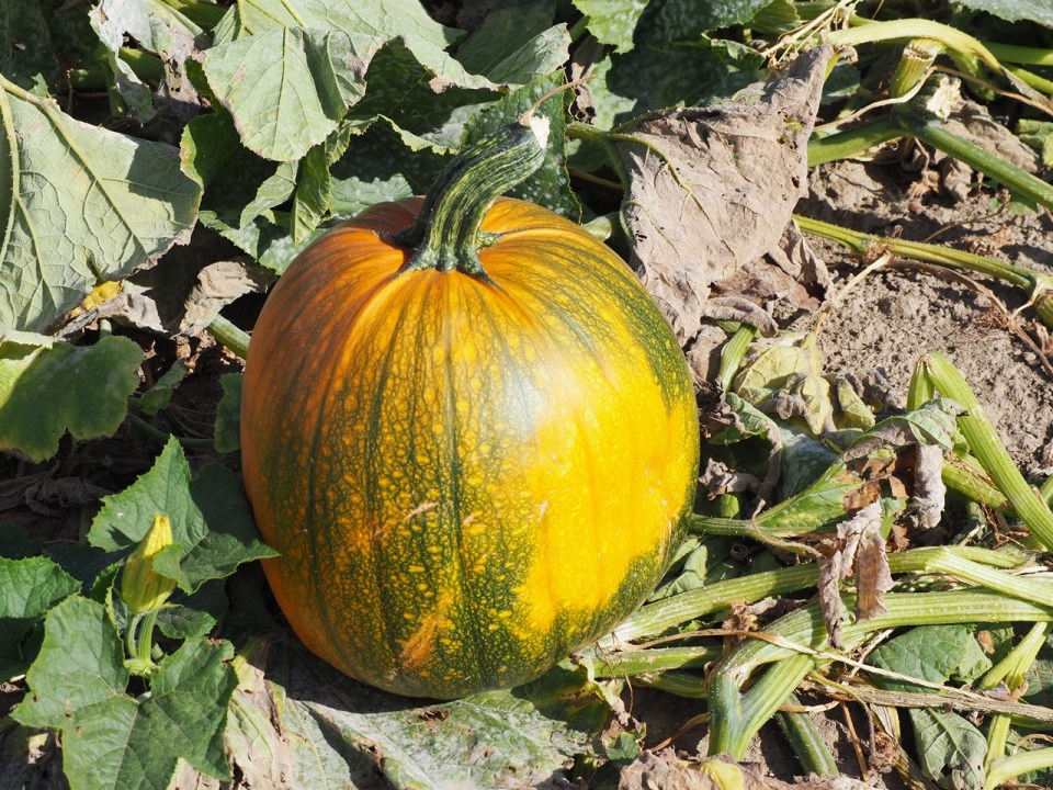 Pumpkins Hidden Valley Garden