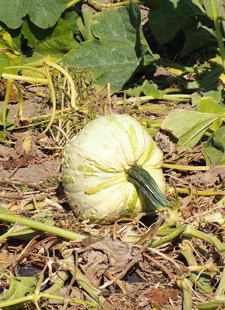 pumpkin in a patch hidden valley farm sylvan lake