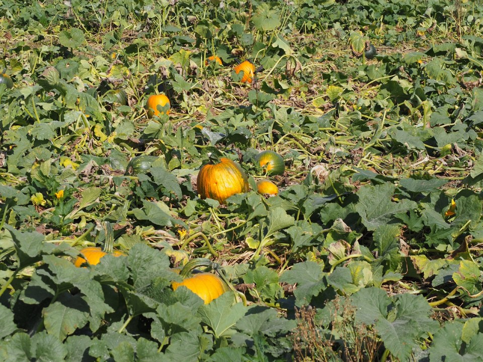 pumpkin patch hidden valley garden sylvan lake