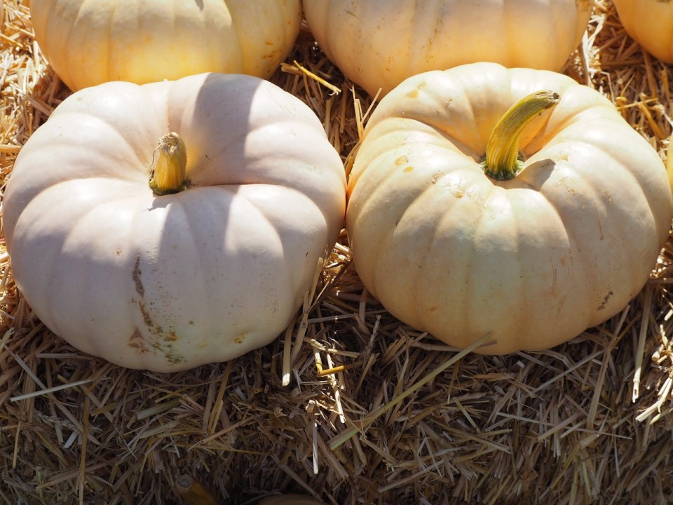 Pumpkins Hidden Vallay Garden Sylvan Lake