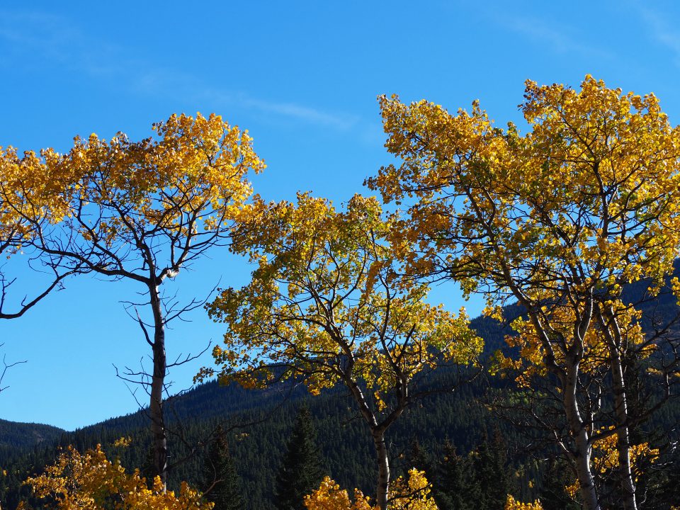 Autumn 2025 Kananaskis