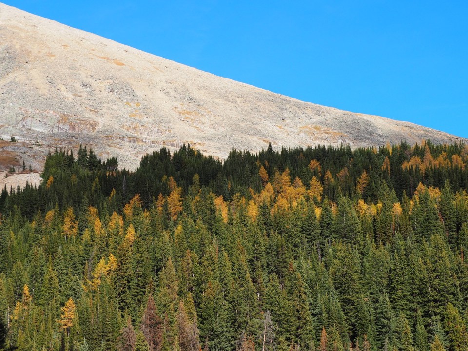 larches Kananaskis Trail Highwood Pass