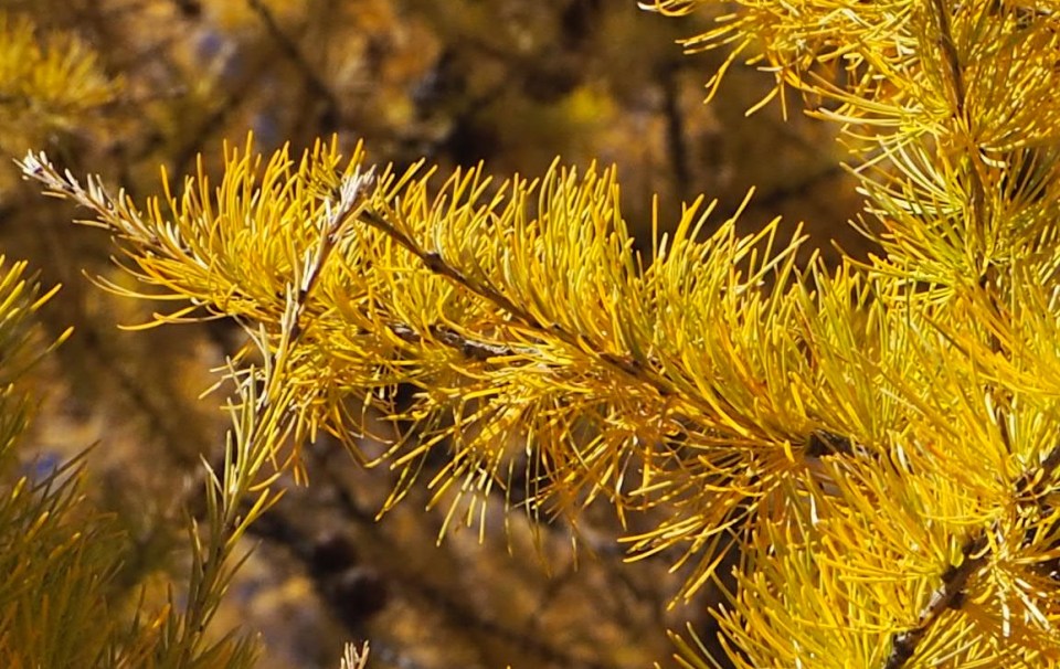 larch tree needles