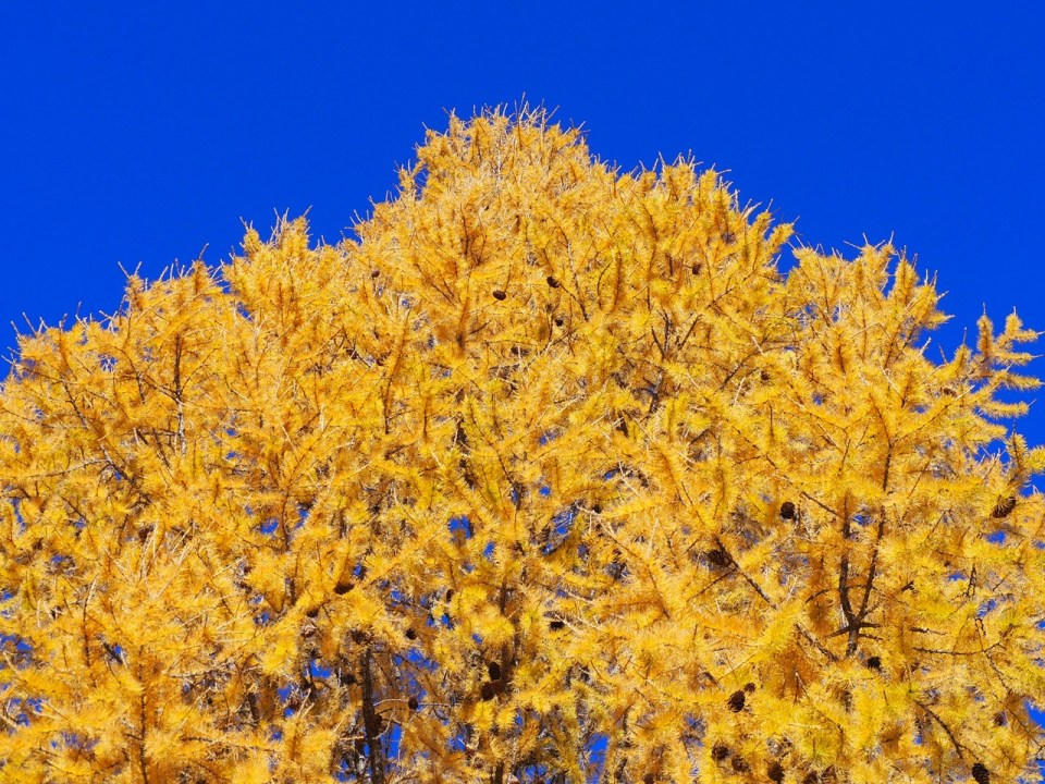 Larch trees, Baker Park Calgary