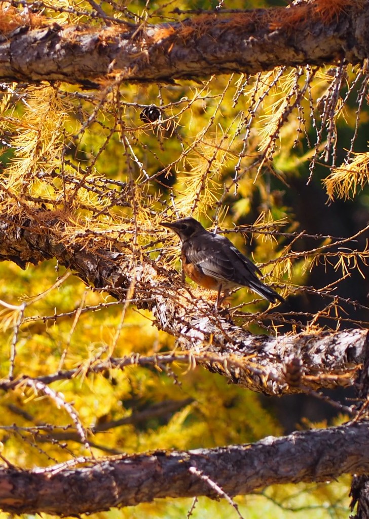 An American Robin on a larch tree, Baker Park, Calgary, 