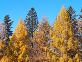 Larch trees, Baker Park Calgary