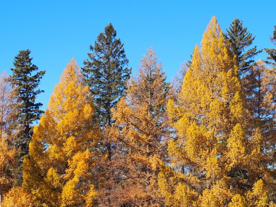 Larch trees, Baker Park Calgary