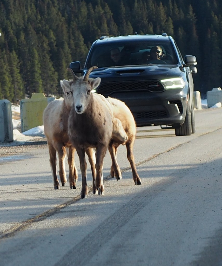 Bighorn sheep on Minnewanka Loop Drive