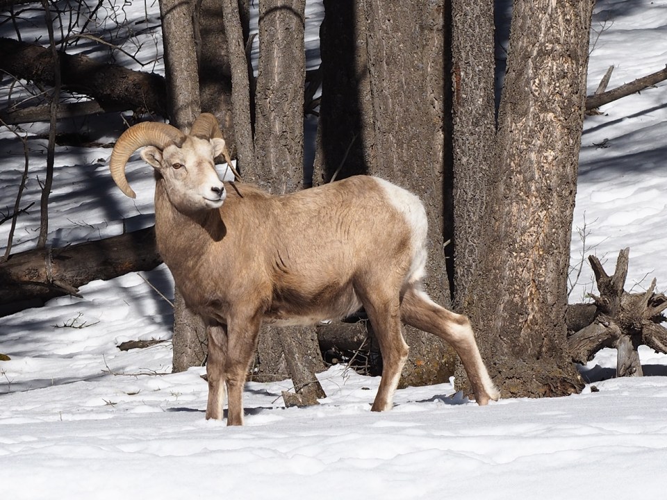 Big Horn Sheep