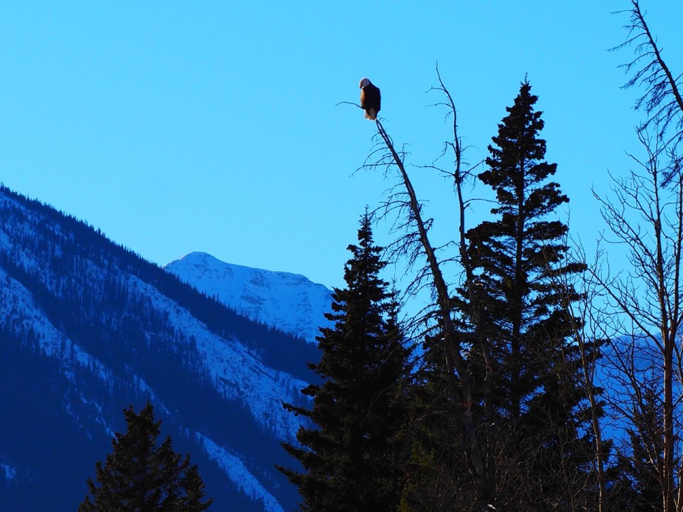 Bald Eagle Banff