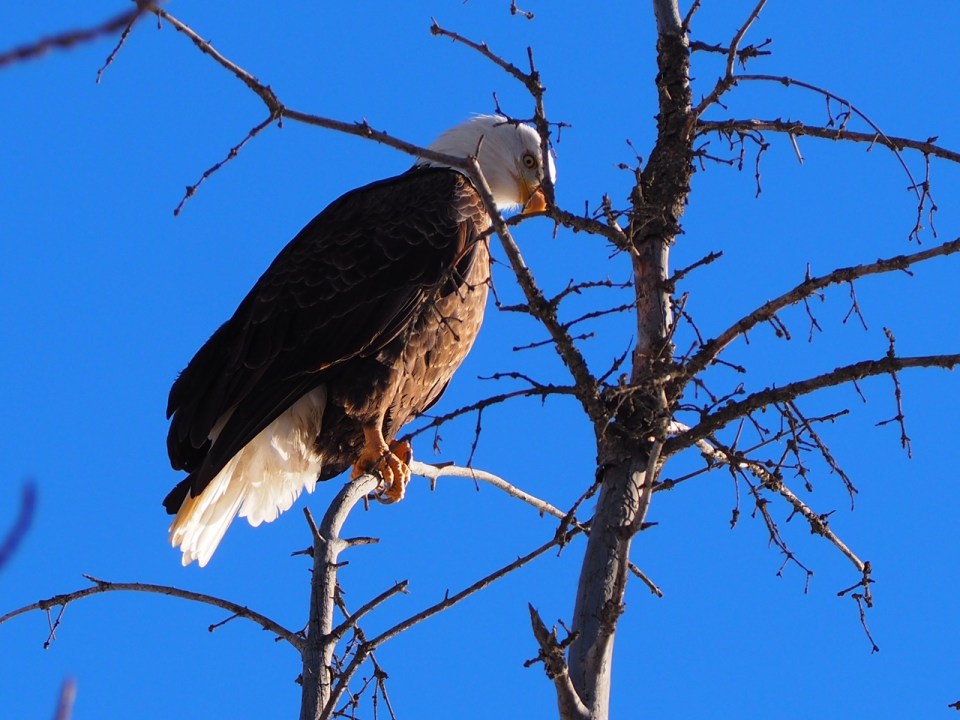 Vermillion Lakes, Bald Eagle