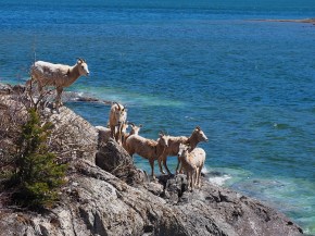 Waterton National Park, April 2026. Photograph: Malik Merchant / Simergphotos.
