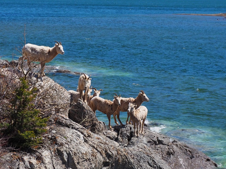  Waterton National Park, April 2026. Photograph: Malik Merchant / Simergphotos.