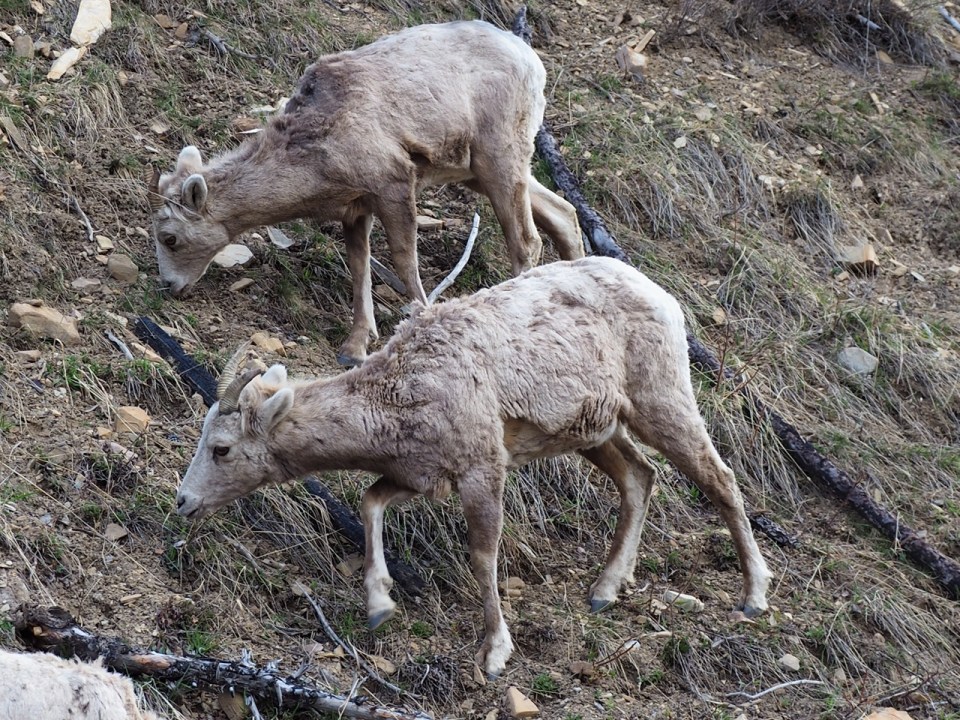  Waterton National Park, April 2026. Photograph: Malik Merchant / Simergphotos.