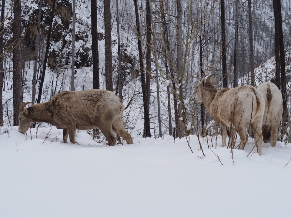  Waterton National Park, April 2026. Photograph: Malik Merchant / Simergphotos.