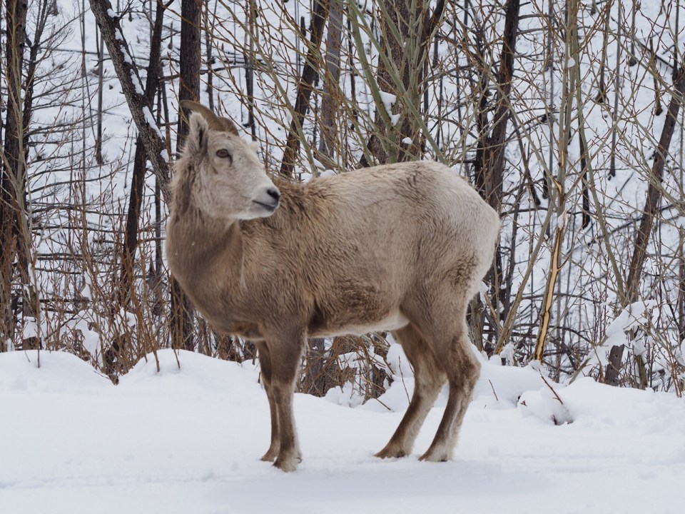  Waterton National Park, April 2026. Photograph: Malik Merchant / Simergphotos.